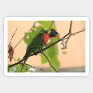 Rainbow Lorikeet Sticker